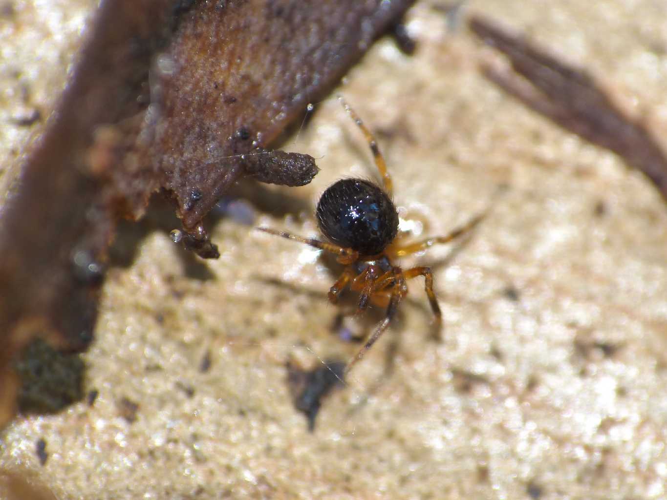 Piccolo Theridiidae bruno - Ostia (RM)